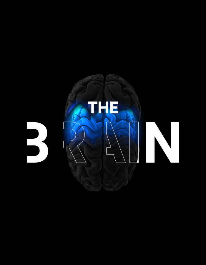 The Brain